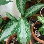 Aglaonema commutatumList