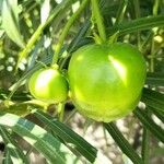Thevetia neriifolia Fruto