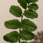 Erodium moschatum Leaf