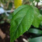 Hibiscus schizopetalus Leaf