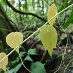 Passiflora guatemalensis Leaf