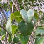 Syringa reticulata Leaf