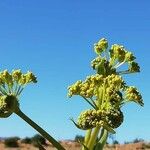 Ferula communisFlower