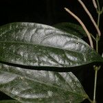 Piper concinnifolium পাতা