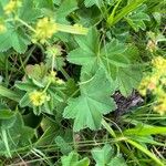 Alchemilla monticola Blatt