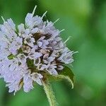 Mentha aquaticaKvet