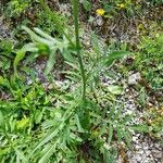 Centaurea scabiosa Φύλλο