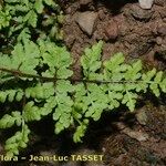 Hemionitis pteridioides Leaf