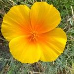 Eschscholzia caespitosa Flor