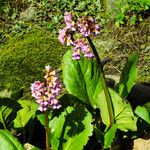 Bergenia crassifolia Habit