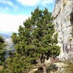 Juniperus pinchotii ᱛᱟᱦᱮᱸ