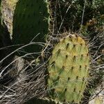 Opuntia oricola Fulla