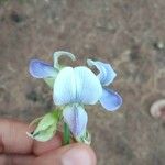 Crotalaria verrucosa Floare