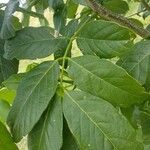 Pongamia pinnata Blatt