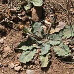 Taraxacum obovatum पत्ता