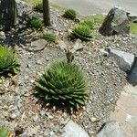 Aloe polyphylla Habitus