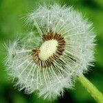 Taraxacum erythrospermum 果