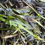 Zostera marina Folha