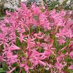 Nerine undulata Flower