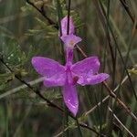 Calopogon tuberosus Blomma