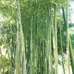 Phyllostachys bambusoides Bark