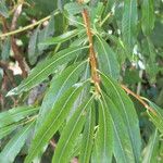 Salix purpurea Blad