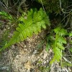 Dryopteris carthusiana Foglia