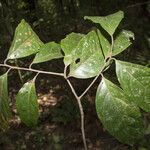 Ocotea splendens पत्ता