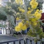 Acacia podalyriifolia Flower