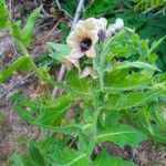 Hyoscyamus nigerFlower