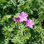 Geranium sanguineumFleur