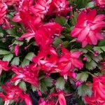 Schlumbergera truncata Flors