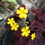 Oxalis hedysaroides പുഷ്പം