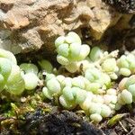 Sedum dasyphyllum Leaf