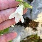 Campanula alliariifolia Flower