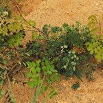 Albertisia cuneata Φύλλο
