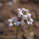 Jepsonia malvifolia Cvet