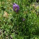 Astragalus danicus 花