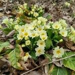 Primula × polyantha Blüte