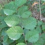 Ulmus carpinifolia Feuille