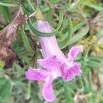 Agalinis genistifolia Λουλούδι