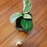 Peperomia obtusifoliaHostoa