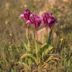 Anacamptis papilionacea Квітка