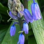 Hyacinthoides non-scriptaFloro