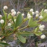 Pancheria alaternoides Habitus