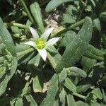 Aizoanthemum hispanicum Flor