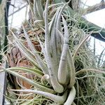 Tillandsia mitlaensis Leaf