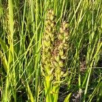 Dactylorhiza incarnata Frutto