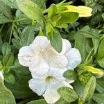 Petunia hybrida Blomma