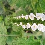 Heliotropium indicum Blüte